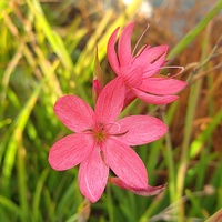 Hesperantha coccinea 'Rosea'